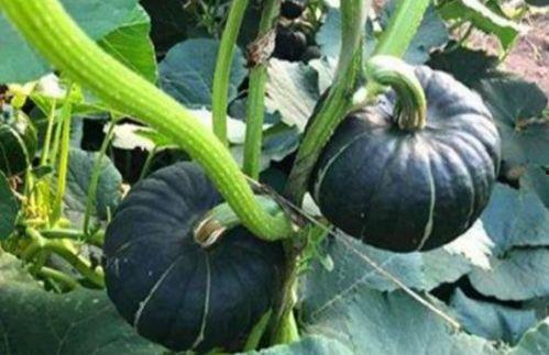 小瓜是毛瓜吗怎么吃,辨别与美味烹饪指南