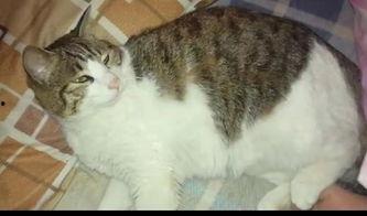 吃瓜猫上线,揭秘娱乐圈幕后故事，带你走进明星生活