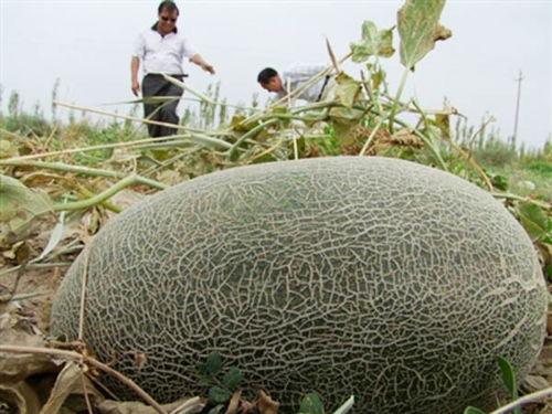 吃伽师瓜容易上火,小心上火需注意