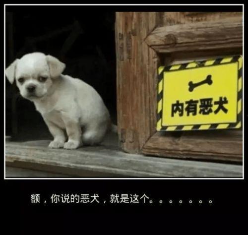 恶犬怎么吃瓜,一场意外引发的趣味事件