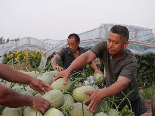 美国吃瓜吃到自己家,本土瓜农自食其果的尴尬境地