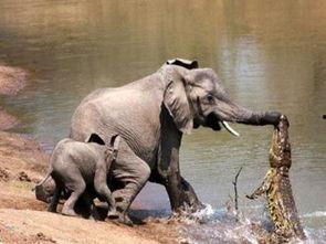 大象吃瓜故事图片