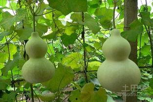 孕妇梦见抱着葫芦瓜吃