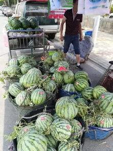 昆山之夜吃瓜,一场别开生面的“吃瓜”盛宴