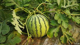 梦见摘了瓜吃瓜