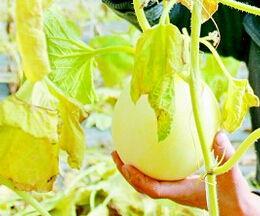 梦见摘双瓜吃瓜,摘双瓜吃瓜的奇幻之旅