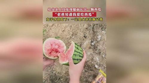 上坟吃父亲瓜,瓜香传承的深情追忆