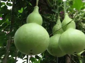 吃的葫芦瓜,探寻家常与创意的完美融合