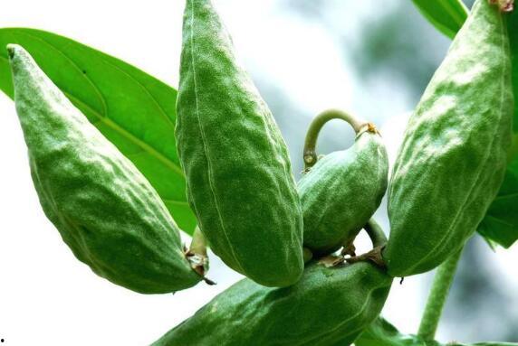 吃瓜的胖牛,揭秘娱乐圈背后的故事