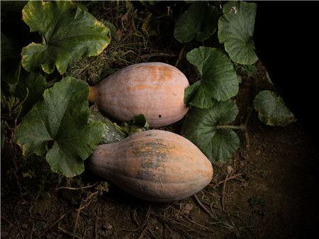 吃方瓜放屁多,揭秘吃方瓜为何放屁多之谜