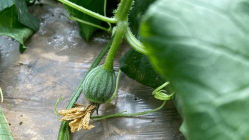 微儿吃瓜,揭秘娱乐圈那些不为人知的幕后故事