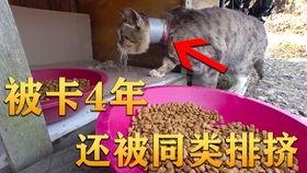 兰陵吃瓜视频,揭秘娱乐圈幕后故事