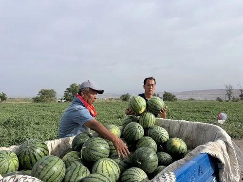 林下吃瓜,探寻自然与美食的和谐共鸣