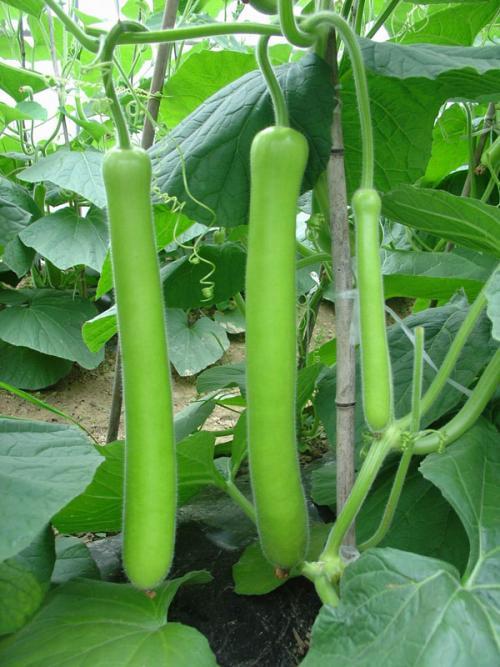 鹅瓜可以吃吗,揭秘这种食材的食用安全与美味之谜