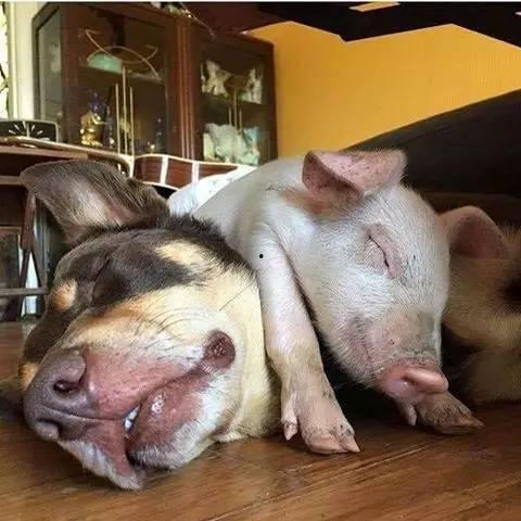 猪吃瓜狗吃粑粑猫吃鱼,揭秘动物们的独特饮食习惯