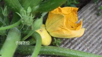 吃瓜娃子summer,揭秘瓜界新宠儿的魅力之旅