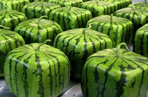 全网吃瓜群,揭秘网络舆论场的狂欢与争议