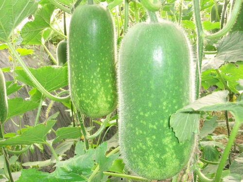 霜语吃瓜,揭秘娱乐圈的甜蜜与苦涩