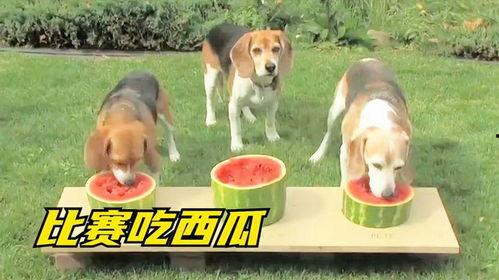 狗子吵架吃瓜群众,围观群众吃瓜热议