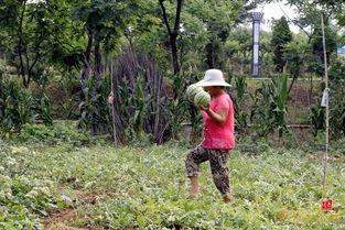 镇江农村父女吃瓜,共享田园生活美好时光