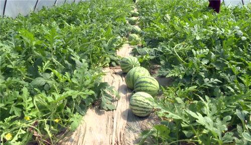 拉萨最近吃瓜视频