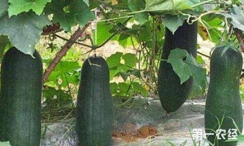 盛太全球购吃瓜,揭秘网红“吃瓜”背后的全球美食之旅