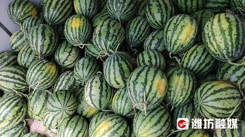 潜山道吃瓜,揭秘当地特色美食背后的故事