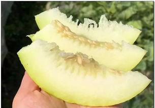 新自由吃瓜基地,现象解析与启示