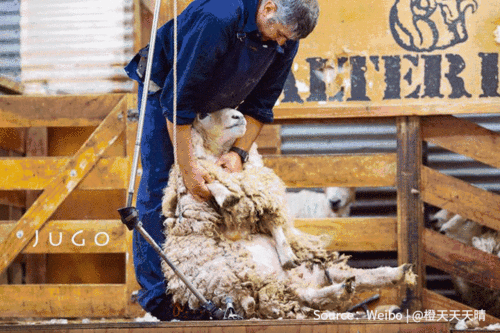 咩咩羊吃瓜,咩咩羊的瓜田奇遇记