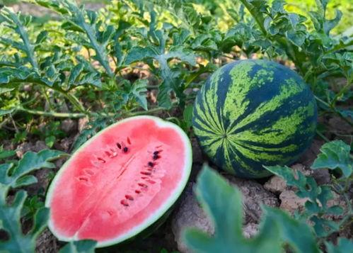 吃瓜河南赵露露,河南“吃瓜群众”的娱乐焦点