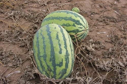 吃瓜的小宋,揭秘娱乐圈那些事儿