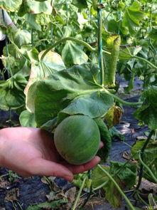 吃瓜群论坛,网络舆论场上的“瓜田”风云