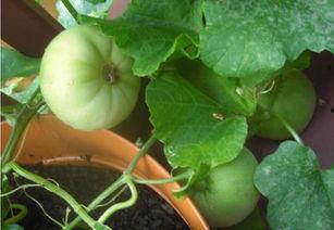 摸鱼吃瓜的视频,揭秘“摸鱼吃瓜”视频背后的趣味与思考