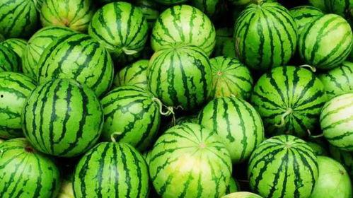 爆火吃瓜小熊,揭秘网络红人的崛起之路