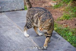 猫咪打架吃瓜吗,揭秘喵星人的“江湖恩怨”